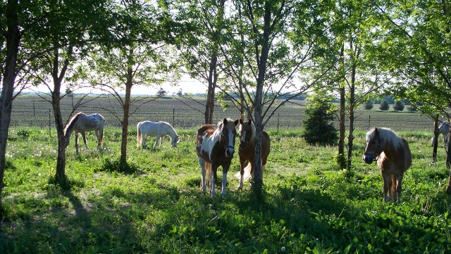 horses144resized.jpg